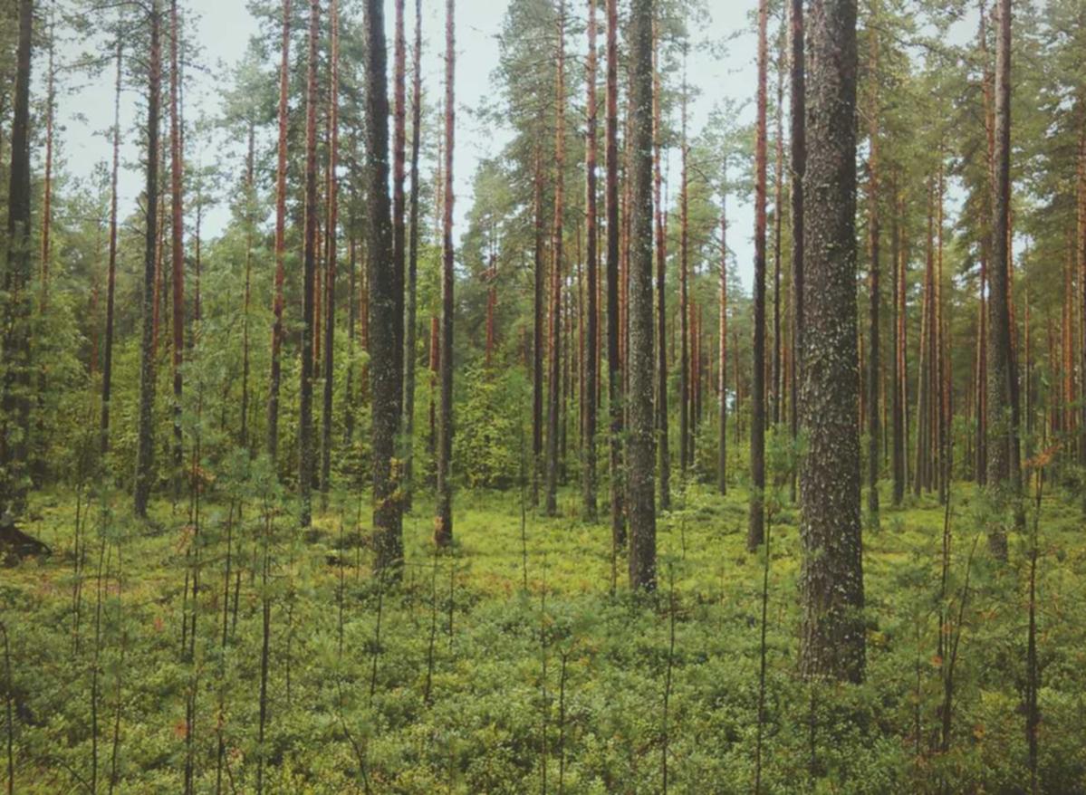 全新微信批发：流量卡的套餐种类及如何选择最适合自己的套餐