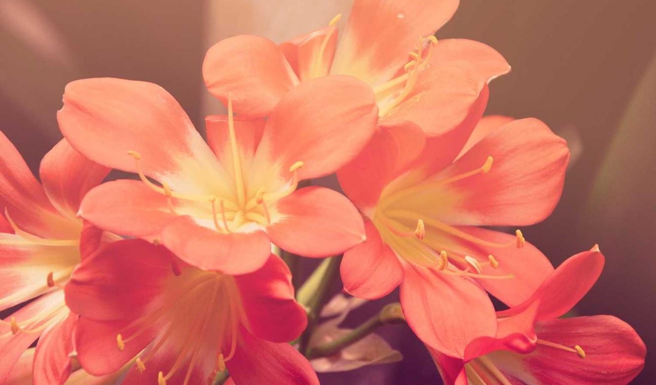 学驾平台app详情下载教程